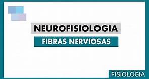 NEUROFISIOLOGÍA | Fibras nerviosas