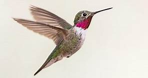 Broad-tailed Hummingbird Identification, All About Birds, Cornell Lab of Ornithology