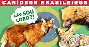 Os canídeos brasileiros - Brasil tem lobo e não é o Lobo-Guará
