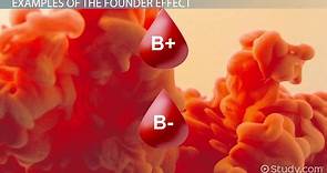 Founder Effect | Definition, Concept & Examples