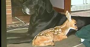 Dog and Deer Share Unusual Lovestory