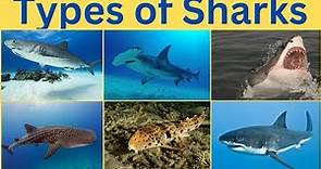 Types of Sharks | Learn Different types of sharks