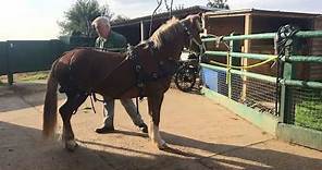 A simple way to harness a horse - how to put harness on - Barry Hook, Horse Drawn Promotions