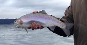 Diamond Lake Oregon Trout Fishing