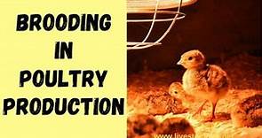 Brooding in Poultry - Definition, Types & How to Brood