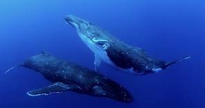 The Whale Song Trailer - Ocean Film Festival World Tour 24 AU