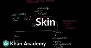 Meet the skin! (Overview) | Integumentary system physiology | NCLEX-RN | Khan Academy