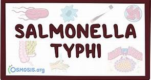 Salmonella typhi (fiebre tifoidea): Vídeo & Anatomía | Osmosis