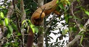 Cream-coloured Giant Squirrel in Malaysia Rainforest