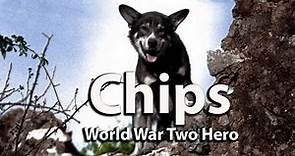Chips-Decorated Military Working Dog in World War Two