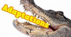 What are Adaptations? Definition + examples of adaptations to different ecosystems, eating & more