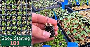 Seed Starting 101 | How We Start Seeds | Germinating Seeds Fast | Detailed Lesson // Garden Farm