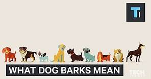 Your dog has different kinds of barks — here’s why