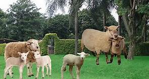 Som da ovelha - Ovelhas de fazenda - Animais da fazenda