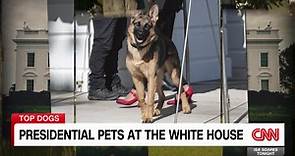 A look back at presidential pets at the White House