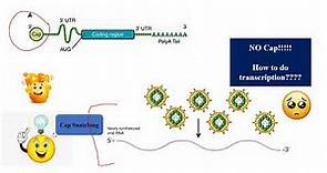 #cap snatching mechanism in Influenza virus|| cap snatching mechanism|| Influenza virus|| Bunyavirus