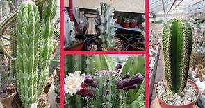 19 Increíbles Especies de Cactus Stenocereus !