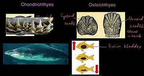 Chondrichthyes and Osteichthyes | Animal kingdom | Biology | Khan Academy