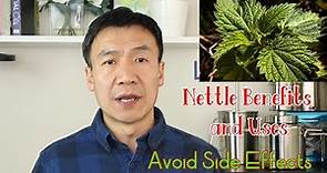 Stinging Nettle Benefits, Uses and Side Effects. Nettle Leaf or Root. How to Make Nettle Tea.