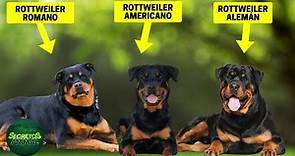 5 Tipos De Rottweilers - ¿Cuál Es El Mejor Tipo De Rottweiler?
