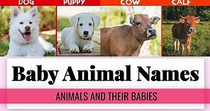 Baby Animal Names - 50 Animals and Their Babies with Pictures