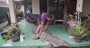 440 Pound Pet Crocodile Is Just Part of the Family