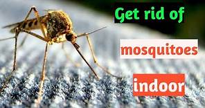 5 ways to get rid of mosquitoes indoor