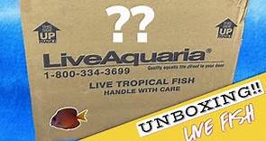 LiveAquaria Unboxing | Acclimating New Fish