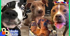60 Minutes Of The Best And Bravest Dogs | 1 Hour of Animal Videos For Kids | Dodo Kids