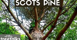 Scots Pine Tree - Facts & Identification