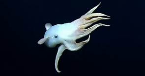 Rare 'Dumbo' octopus filmed on deep sea live stream