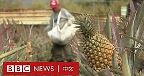 台灣鳳梨大陸遇禁轉賣香港日本，果農：「自由鳳梨打開很多通路」－ BBC News 中文