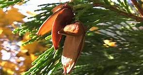 Calocedrus decurrens, Cupressaceae (incense-cedar)