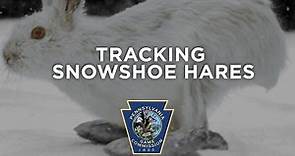 Tracking Pennsylvania Snowshoe Hares