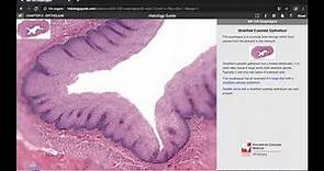 Guía de microscopio digital - Histology guide