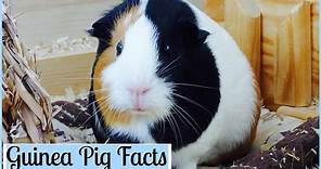 10 Interesting Facts About Guinea Pigs