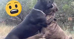 CANE CORSO Dog AGGRESSION: How I Correct to Prevent a Fight.