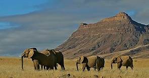 Secrets of the Desert Elephants National Geographic Documentary