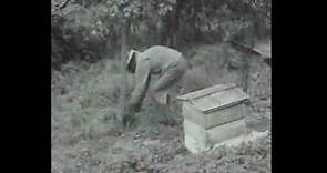 Pogle's Wood - Honey Bees (VHS Rip)