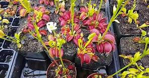 The Ultimate Venus Flytrap Care And Info Guide