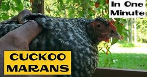 Cuckoo Marans | All about Chicken Breeds in a Minute