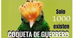 Coqueta de Guerrero, el colibrí endémico de México (peligro de extinción)