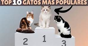 Descubre las 10 razas de gatos MÁS POPULARES DEL MUNDO 🔝