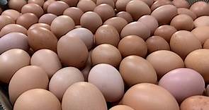 一圖看「7種蛋營養」！烤鳥蛋不輸雞蛋　蛋白質最多是它 | ETtoday健康雲 | ETtoday新聞雲