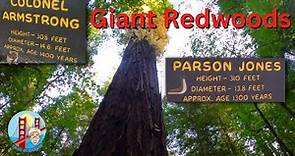 Giant Redwoods in Armstrong Redwoods State Natural Reserve in 4K