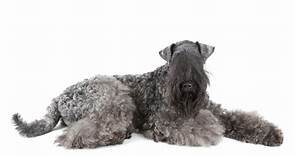 The Kerry Blue Terrier: From Hunting Companion to Loyal House Guardian