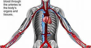 How Blood Flows through the Body Animation - Circulatory System Video