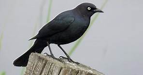 Brewer's Blackbird Identification, All About Birds, Cornell Lab of Ornithology
