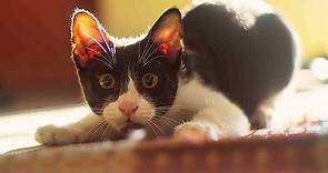 Shock in Cats - Signs, Causes, Diagnosis, Treatment, Recovery, Management, Cost