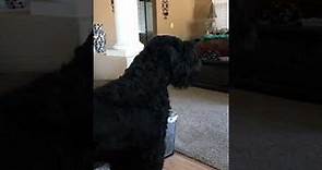 Black Russian Terrier A True Guard Dog and Protector